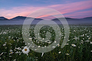 Beautiful landscape, morning fog, sunrise on the chamomile field. Crimea/