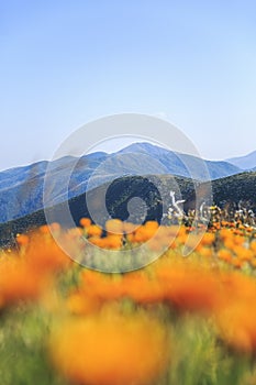 Beautiful Landscape of Mount Hotham and Buller, Victoria, Australia.