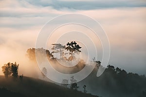 Beautiful landscape of mountain and fog at sunrise in Yun Lai Pai Thailand