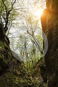 Beautiful landscape. Mountain forest in spring