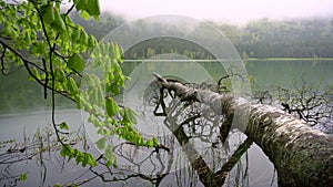 Beautiful landscape mountain lake with the forest in the background. Spring landscape of a mountain lake. Tree crashed in mountain