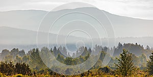 Beautiful Landscape of mountain layer in morning sunray and fog at British Columbia Canada. Mystery forest and mountains