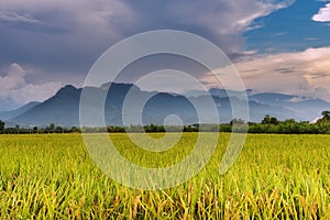 Beautiful landscape mountain view of rice terrace rice fields.