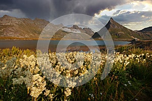 Beautiful landscape of mountains with flowers and grass and sky