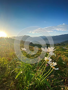 Beautiful landscape with mountains, flowers and a valley at sunset with blue sky and clouds. View of the valley in Adjara, Georgia