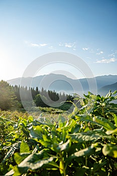 Beautiful landscape with mountains grass and a valley at sunset with blue sky and clouds. View of the valley in Georgia