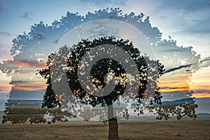 Beautiful landscape with multiple exposure of a lonely oak tree in the sunset and dramatic clouds