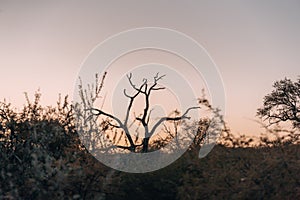 Beautiful landscape in Namibia during sunset, golden hour