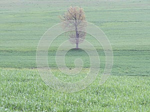 Beautiful landscape with natural trees green rustic field