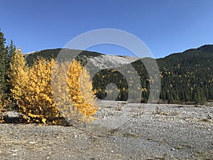 A beautiful landscape of nature in autumn in Canada.  Nature.  Alberta. Brag Creek.