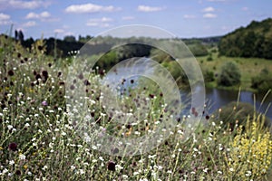 Beautiful landscape near Vinnytsia, Southern Bug river. Summer, sky with clouds. White and purple wildflowers in the background.