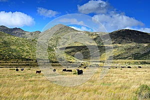 Beautiful landscape in New Zealand with black cattle, yellow grassland and mountains. Molesworth station, South Island
