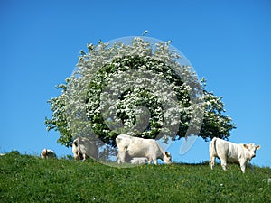 Beautiful landscape on a nice sunny day in summer season.