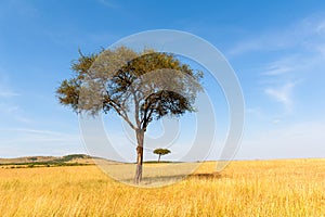 Landscape with nobody tree in Africa