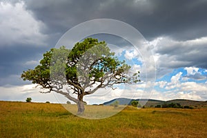 Landscape with nobody tree in Africa