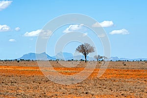 Landscape with nobody tree in Africa