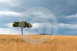 Landscape with nobody tree in Africa