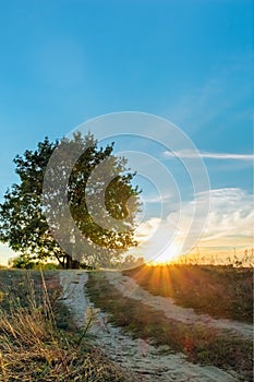 Beautiful landscape with oak road and sunset