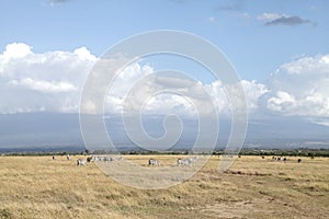 Beautiful landscape of Ol Pejeta Conservancy, Kenya photo