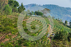 Beautiful landscape of Oolong tea plantations on the hills in Singha Park