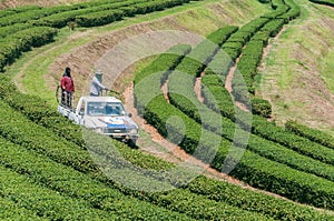 Beautiful landscape of Oolong tea plantations on the hills in Singha Park