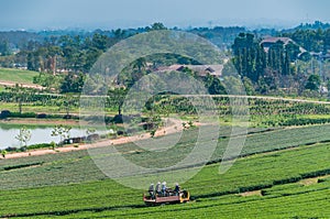 Beautiful landscape of Oolong tea plantations on the hills in Singha Park