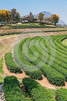 Beautiful landscape of Oolong tea plantations on the hills in Singha Park