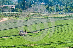 Beautiful landscape of Oolong tea plantations on the hills in Singha Park