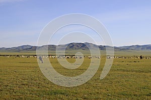 Beautiful landscape of Orkhon Valley, Mongolia