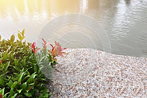 Beautiful landscape of outdoor garden show colorful plant, textured rock and ripple water in the lake.Image use for natural