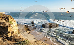 The beautiful landscape of the Pacific coast, birds fly over the ocean rocks, waves, Santa Cruz and Davenport have some of the