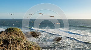 The beautiful landscape of the Pacific coast, birds fly over the ocean rocks, waves, Santa Cruz and Davenport have some of the