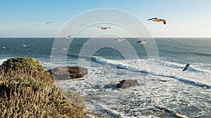 The beautiful landscape of the Pacific coast, birds fly over the ocean rocks, waves, Santa Cruz and Davenport have some of the