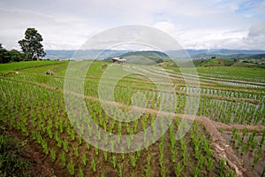 Beautiful landscape of paddy rice field