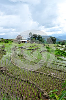 Beautiful landscape of paddy rice field