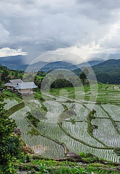 Beautiful landscape of paddy rice field