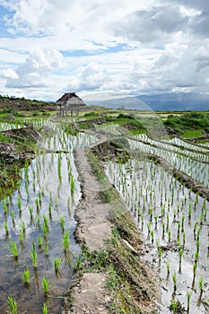 Beautiful landscape of paddy rice field