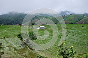 Beautiful landscape of paddy rice field