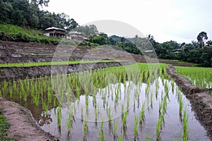 Beautiful landscape of paddy rice field