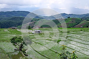 Beautiful landscape of paddy rice field