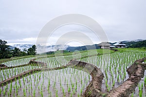 Beautiful landscape of paddy rice field