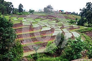 Beautiful landscape of paddy rice field