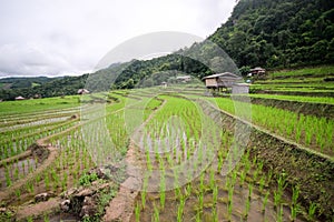 Beautiful landscape of paddy rice field