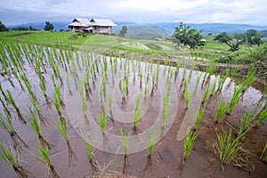 Beautiful landscape of paddy rice field