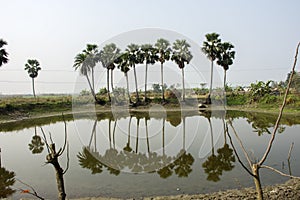 Beautiful landscape of palm tree just beside a pond with reflection on it
