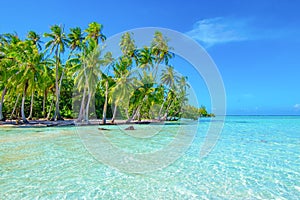 Palm trees on the beach. Travel and tourism concept. Tahaa, Raiatea, French Polynesia. photo