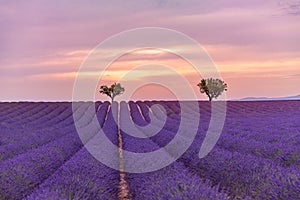 Tranquil summer meadow nature. Spring and summer lavender flowers field under warm sunset light. Inspirational nature