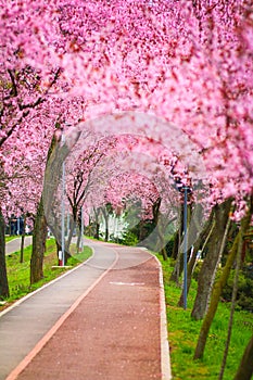 Beautiful landscape with a park alley covered with branches filled with pink flowers in springtime in Timisoara