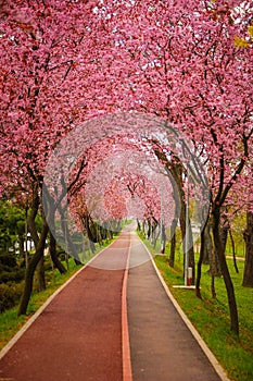 Beautiful landscape with a park alley covered with branches filled with pink flowers in springtime in Timisoara