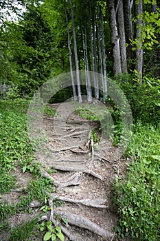 Beautiful landscape with path through the forest in summer day